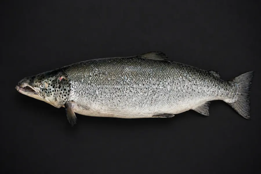 Salmón entero sobre fondo negro